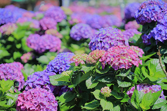 花IN台北，搭高鐵北上賞花去