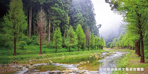 踏尋翠竹、飛瀑與花徑 夏遊竹山森之旅