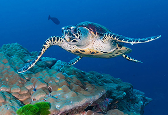 台灣高鐵 交通聯票